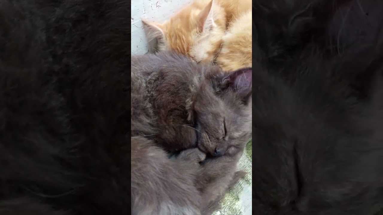 Dua Sahabat, Satu Mimpi Indah