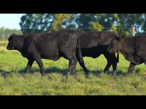 LOTE 79
