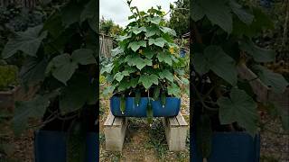 DIY Barrel Planter Transformed into a Giant Cucumber Tower #diy #gardenhacks