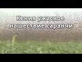 Нашествие саранчи Куния Марсабит январь 2021. Ужасное нашествие саранчи.