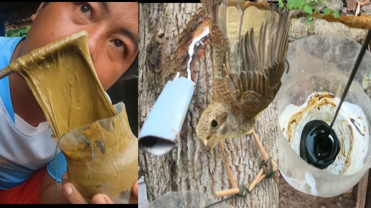 ทำกาวติดนกจากต้นยางพาราแบบละเอียด 13 สิงหาคม ค.ศ. 2024