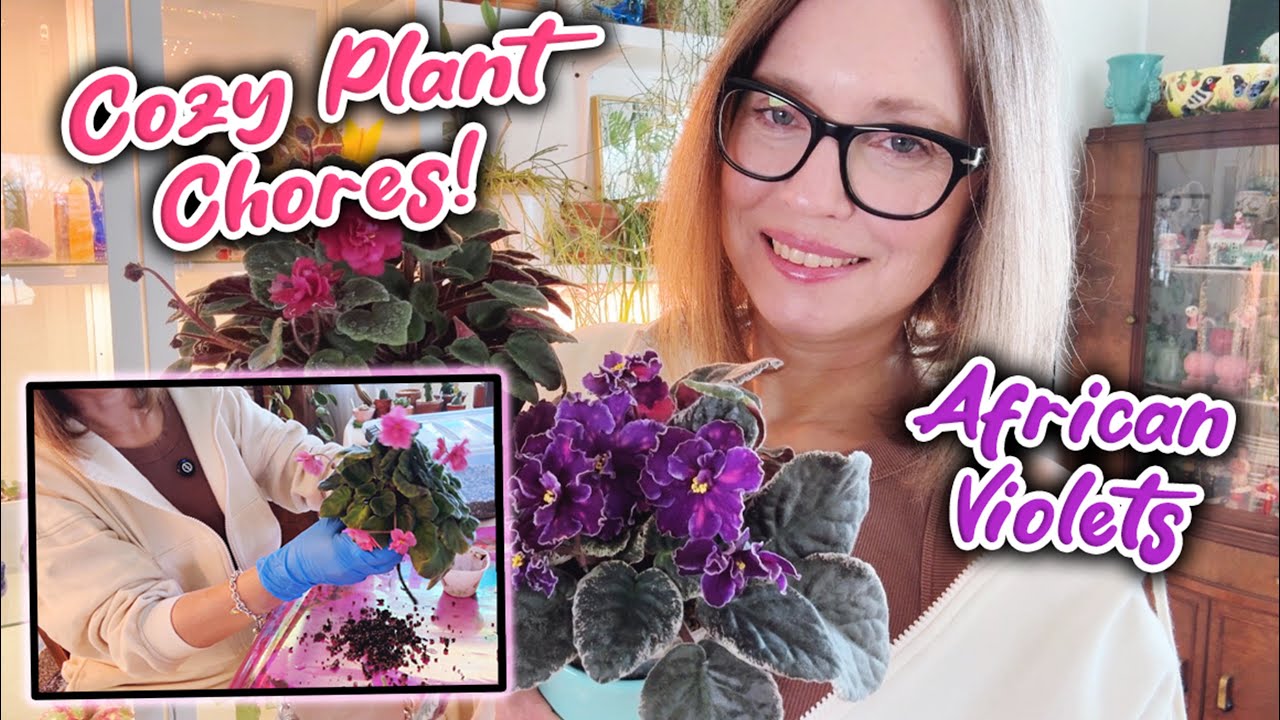 Cozy Plant Chores | Repotting African Violet | Bloom Tour | Plus A Seed Exchange!