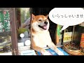 柴犬シバちゃん「ちょっと寂しいお知らせ」世界一有名な看板犬・タバコ屋シバちゃん