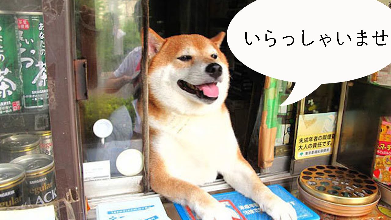 柴犬シバちゃん ちょっと寂しいお知らせ 世界一有名な看板犬 タバコ屋シバちゃん Youtube