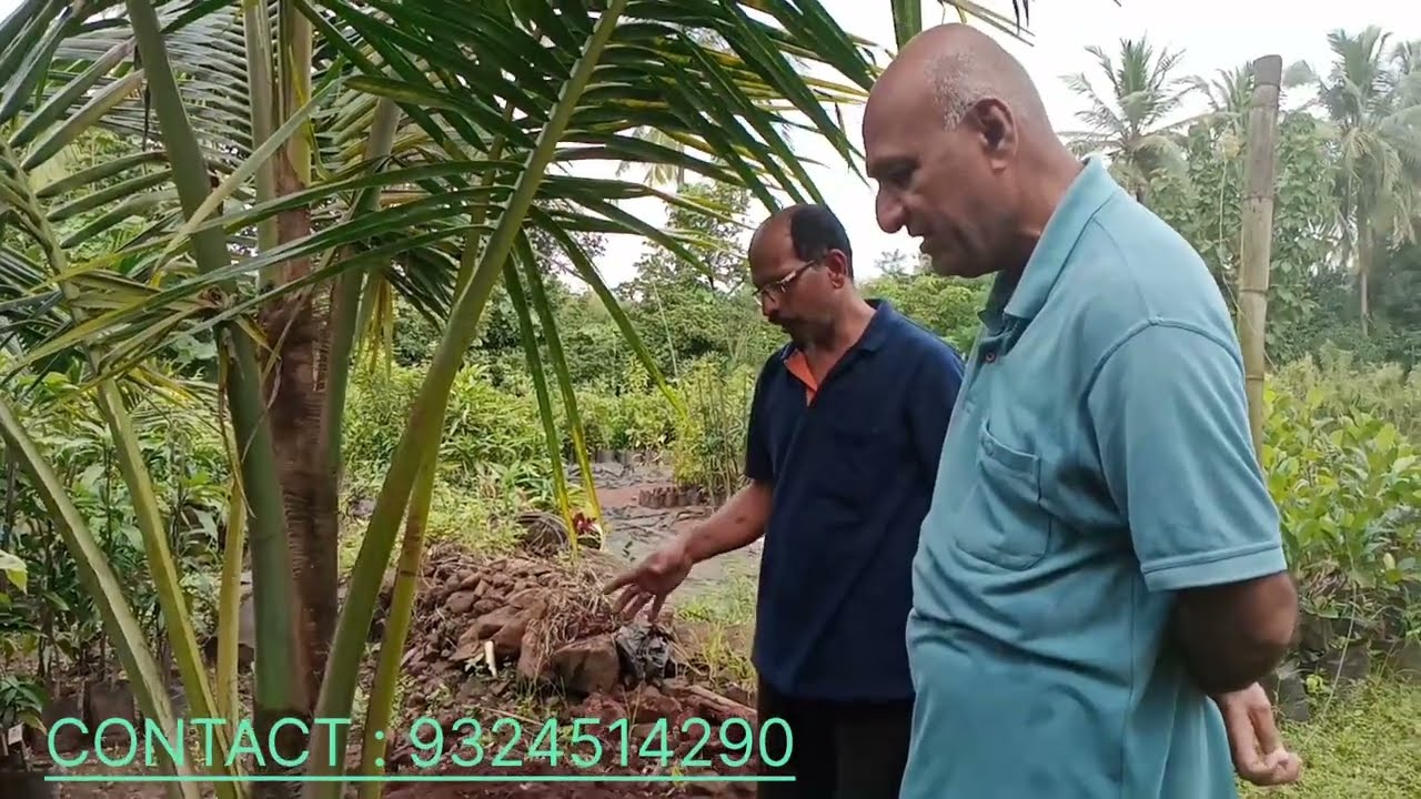 सेंद्रिय पद्दतीने खते देऊन वार्षिक 250 ते 300 नारळाचे उत्पन्न कसे घ्यावे.