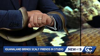 Iguanaland brings olive python into the studio