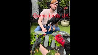 Pure Yakido Black Shamo Game Birds Uk