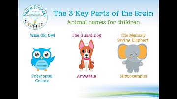 Pause story - Meet 3 Key parts of the brain