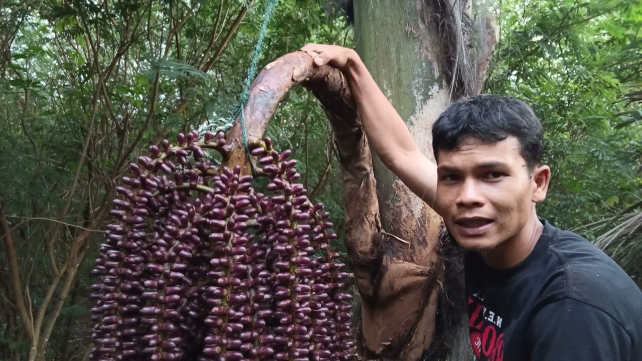 Cara Pengetukan dan Pengayunan Manggar Aren yang Benar