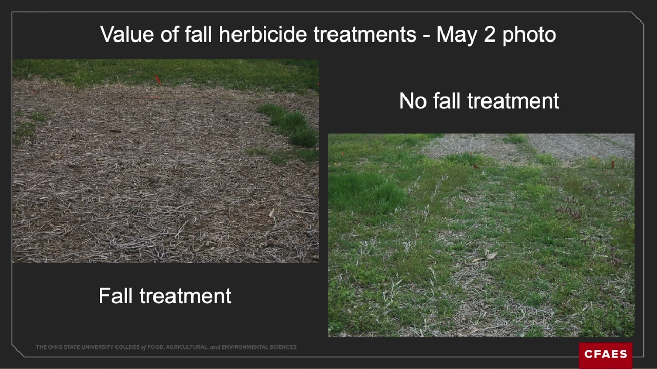Herbicide Management in non GMO corn and soybeans