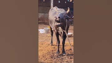 Big Holstein and black cow Moo sound#cow video#cow videos#animal sound#cow sound