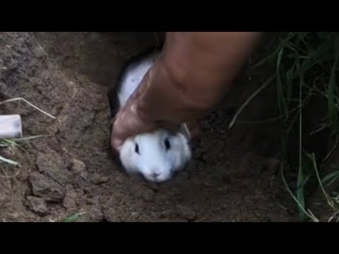 Digging holes to catch rabbits is simple and fast #rabbit #pet # ...