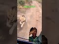 #lion #animals #leopard #wildanimals