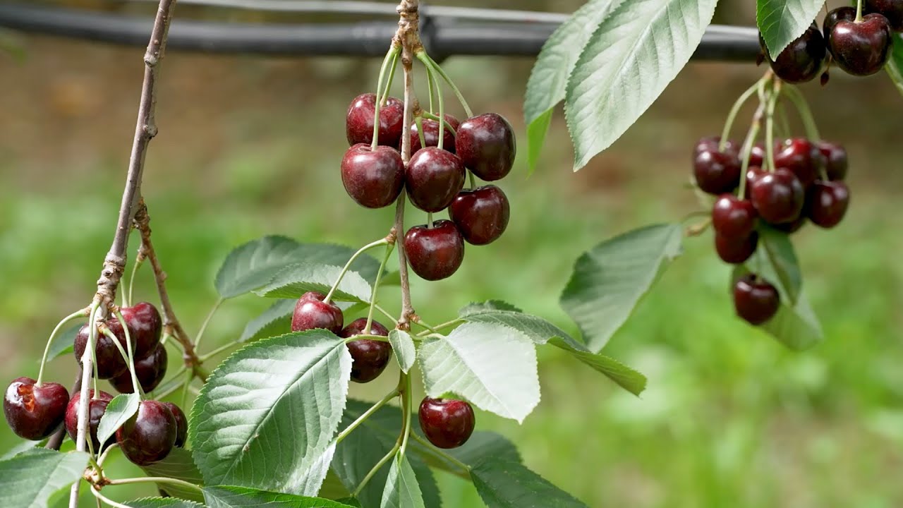 VALSUGANA: IL CILIEGIO FRA TRADIZIONE E INNOVAZIONE
