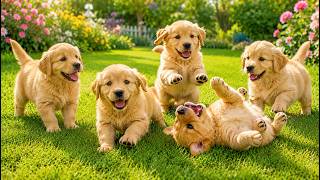 💛🐾 Adorable Golden Puppies Playing Outdoors | Relaxing Dog Sounds | Dog Video