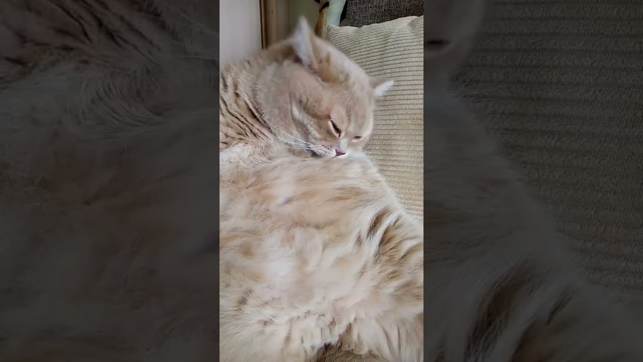 За пушистой шубкой нужен уход! Caring for a fluffy fur coat! 