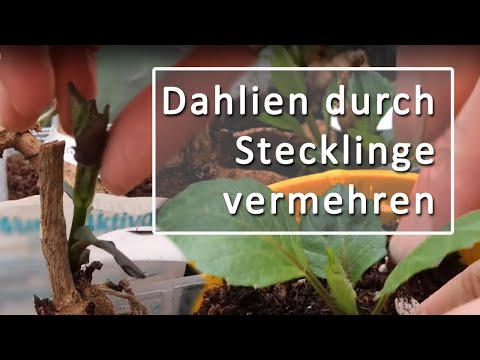 Video: Dahlien Aus Samen (23 Fotos): Wann Sollten Einjährige Dahlien Für Setzlinge Gesät Werden? Detaillierte Anleitung Zum Anbau