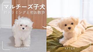 【Vlog】初めてのトリミングとお散歩。マルチーズ子犬との暮らし screenshot 3