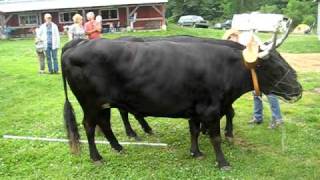 Oxen Training