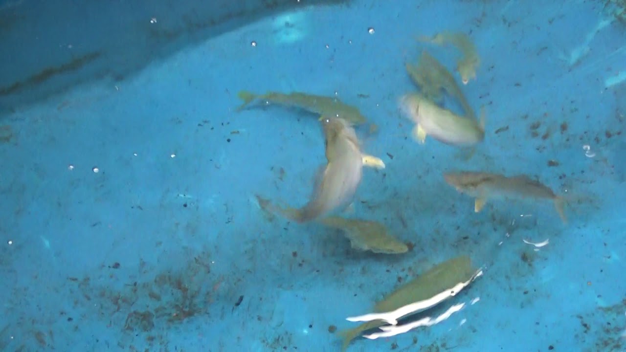 魚も餌も自前で調達 サビキで釣った青物回遊仔魚と小サバ切り身 釣太郎ブログ