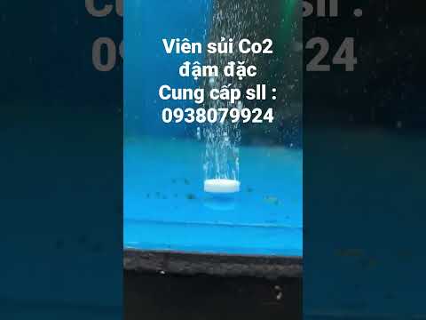 Video viên sủi co2 đậm đặc cho bể thủy sinh - youtube