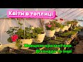 Квіти в теплиці: хризантеми, пеларгонії, петунії, віола, газанія, лобелія, катарантус…