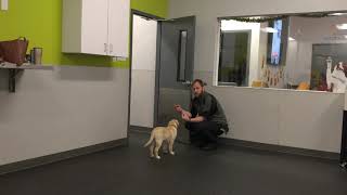 How to Teach Your Puppy to Leave a Room On Command