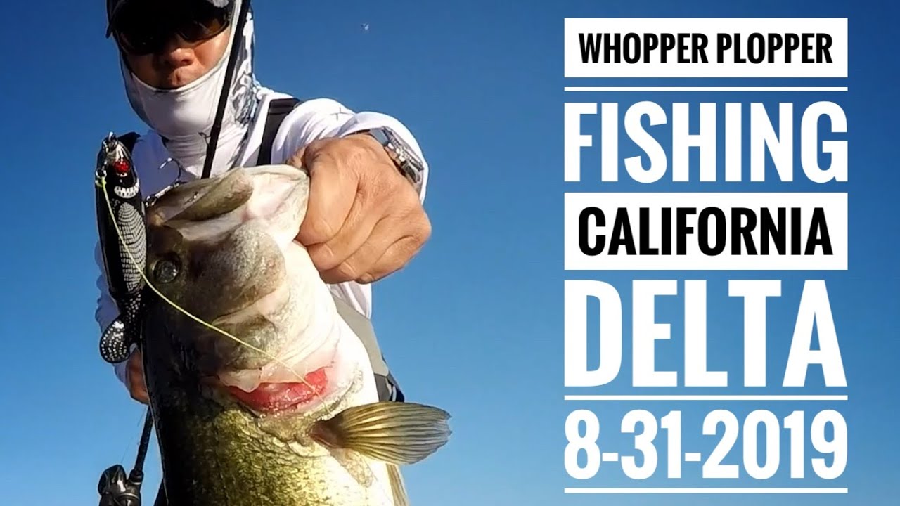 Topwater Fishing with the Whopper Plopper on the California Delta 8-31-2019