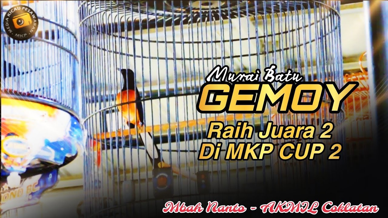 Murai Batu Gemoy peraih Juara 2 di MKP CUP 2‼️
