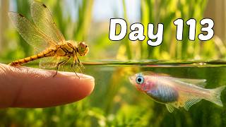 I Built a Real Rice Paddy on my Windowsill (200 Day Story)