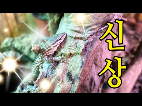 그동안 못보여드렸던 새로운 <strong>파충류</strong> 친구들