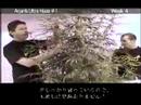 Green House Arjan's Ultra Haze#1 Grow with Japanese Subtitle