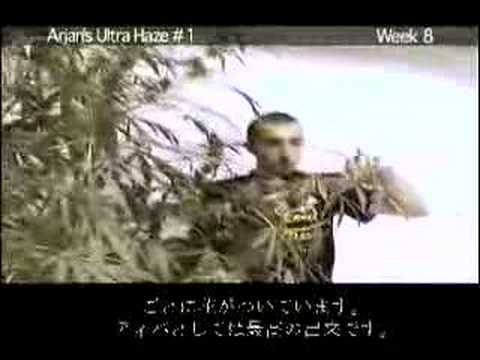 Green House Arjan's Ultra Haze#1 Grow with Japanese Subtitle