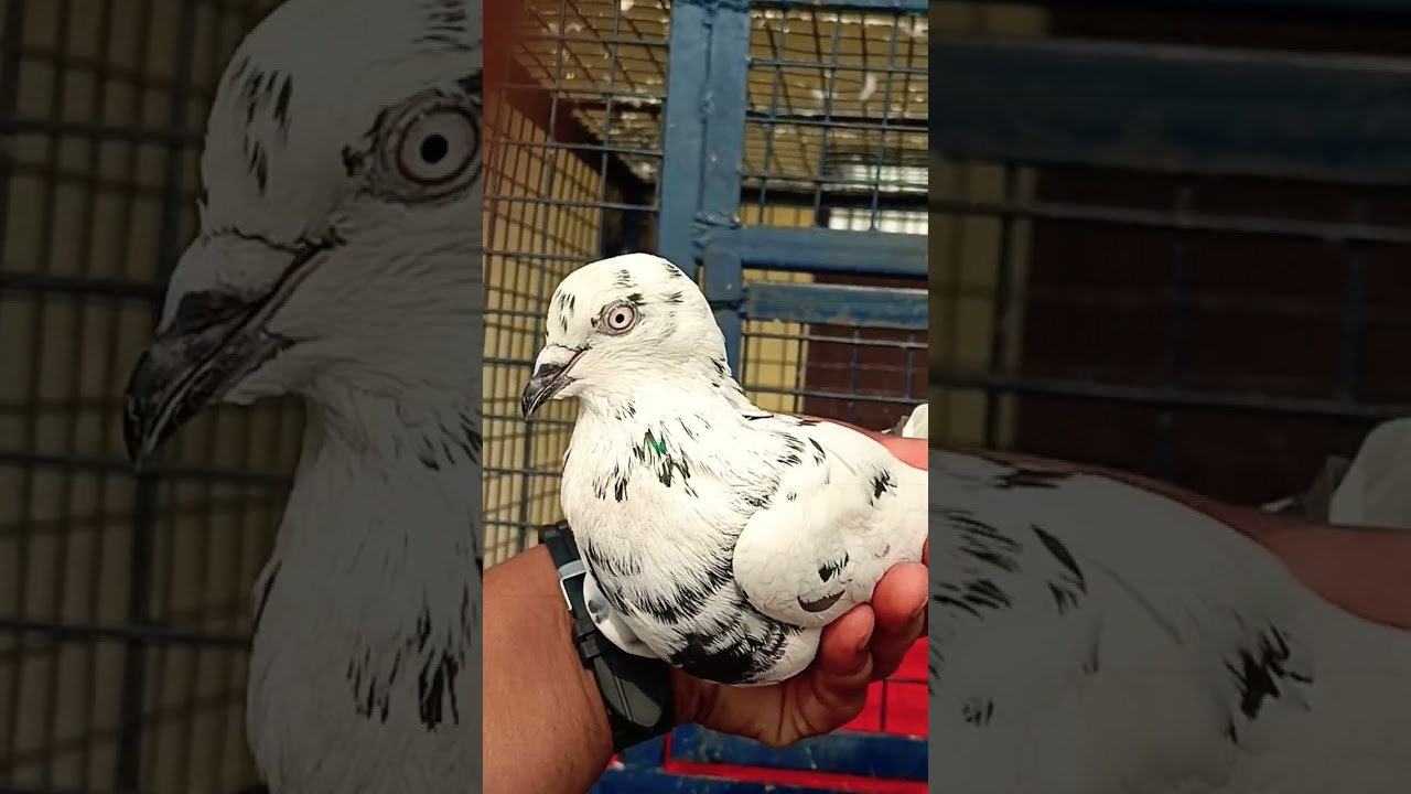 original punnu wale 🔥