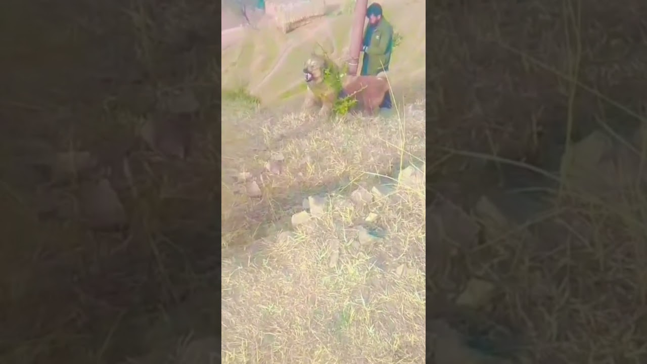 Bakarwali Dog #dogrifolksong #trendingshorts #dogloversdog #jammuandkashmir #botiadog #dograaunty