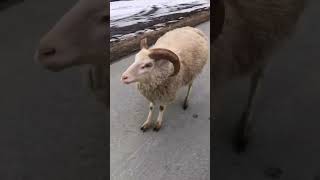 Baabie Brownie Reporting For Floofduty Whos The Goodest Lilsheepdoggo