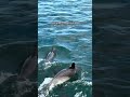 DOLPHIN WATCH