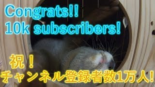 Congrats!! 10k subscribers! [Otter life Day 100] 祝！チャンネル登録者数1万人！