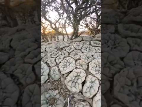 Video: ¿Por qué la lophophora es ilegal?
