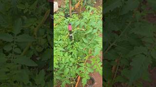 Faça isso no tomateiro #horta #tomate #tomateiro