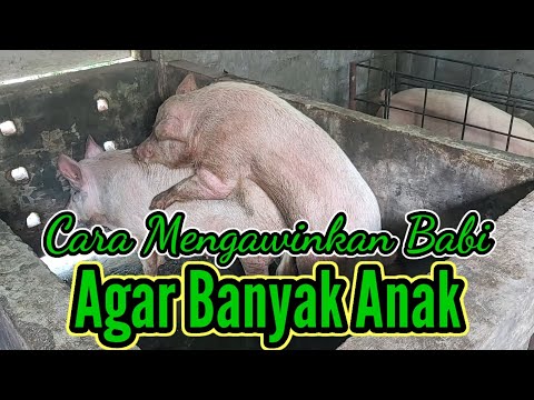 Video: GBP - mata uang apa? Milik negara mana?