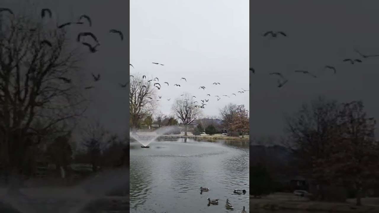 Ducks in Motion | Flying & Swimming Calm Vibes 🦆✨