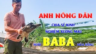 Kỹ thuật nuôi ba ba | Chia sẻ kinh nghiệm xương máu nuôi ba ba trong mùa đông