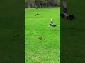 Battle Crow, Aerial Attack On Magpie / Park Crows 4K