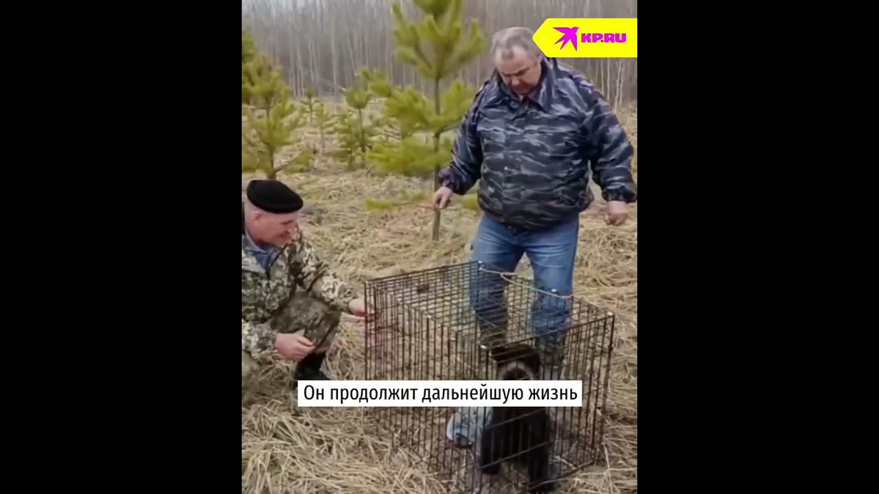 Жители Томской области нашли медвежонка и выпустили его на волю