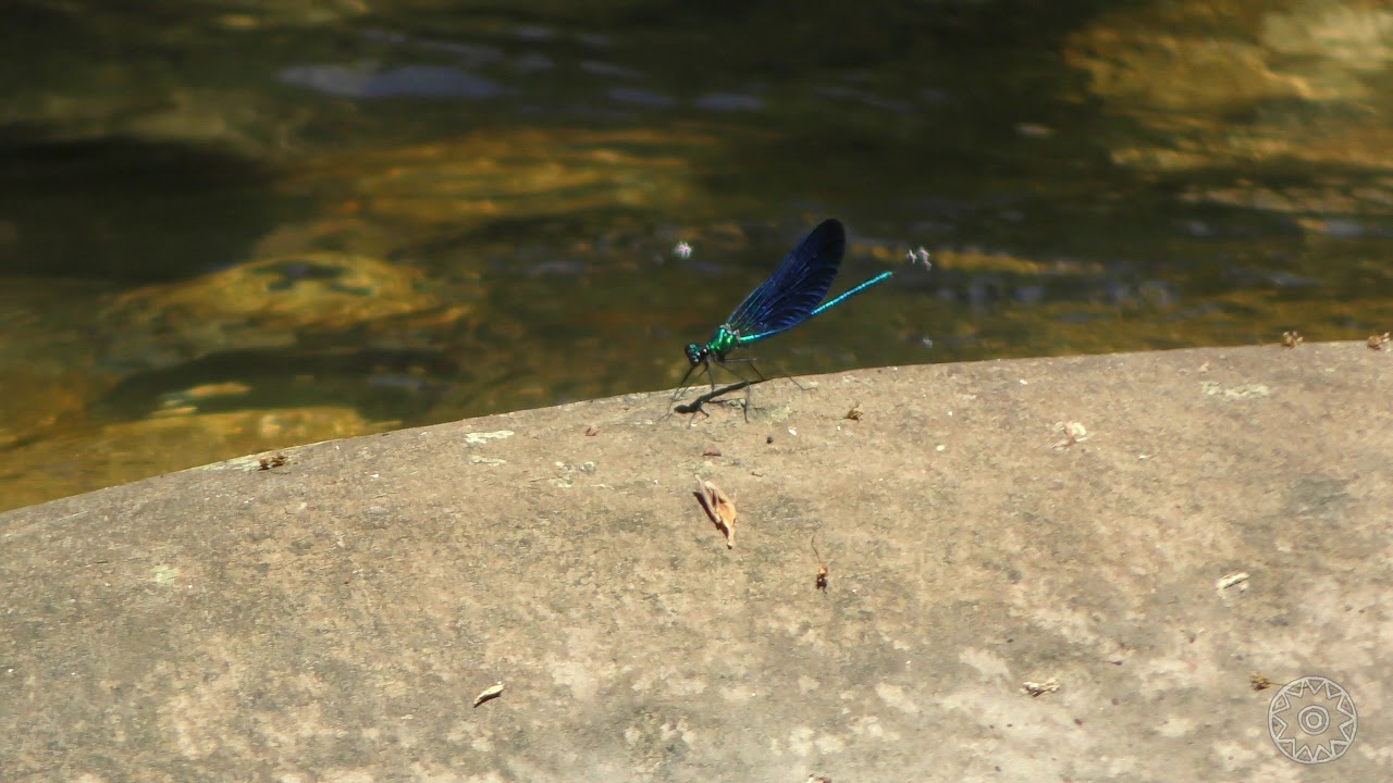 Calopteryx virgo