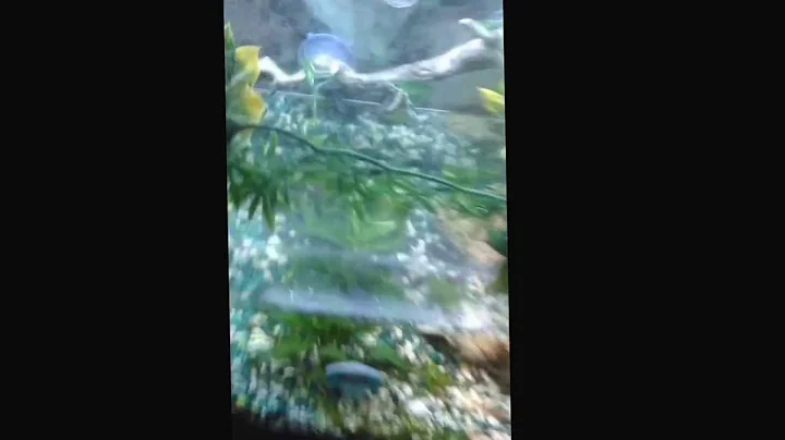 Chinese water dragon, fish turtles, live plants. B...