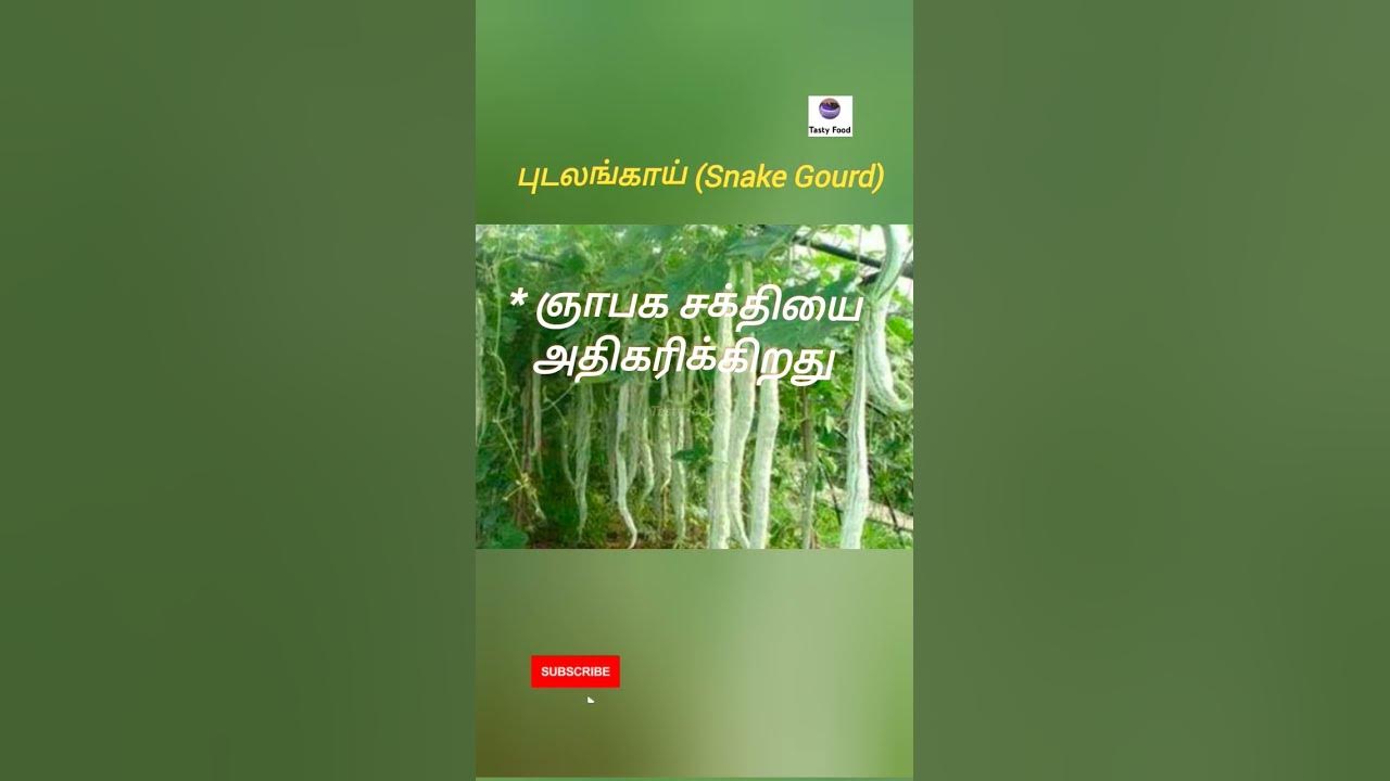 snake-gourd-benefits-of-eating-snake-gourd