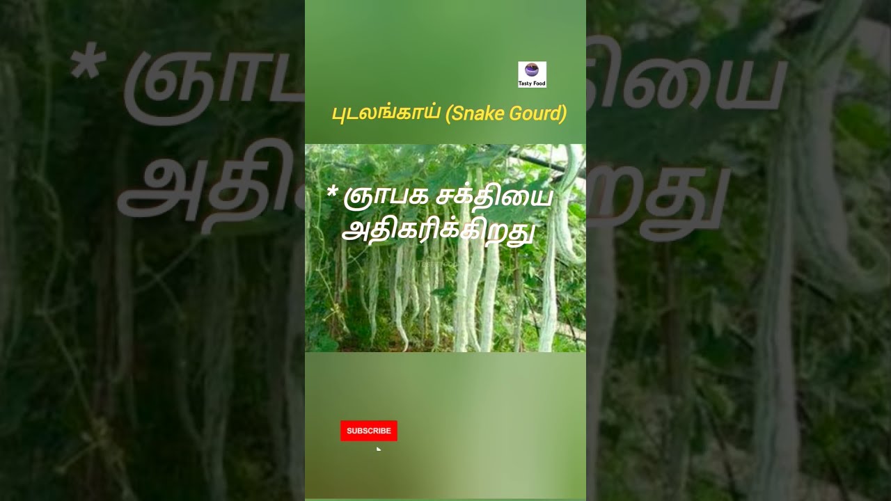 Snake Gourd Benefits Of Eating Snake Gourd Snake Gourd Benefits Of Eating Snake Gourd