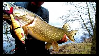 Test 3D Roach Shine Gilder Php Savagear News 2019